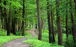 a forest road