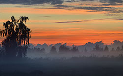 morning mist