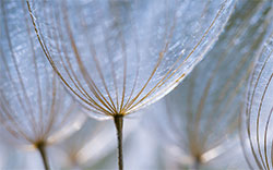 nature - dandelions