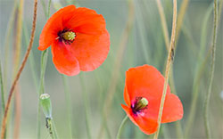 flowers in field