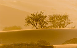 desert trees