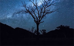 night sky tree