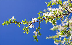 spring cherry blossoms