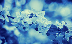 spring apple blossoms