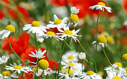 spring flowers