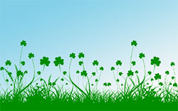 field of clover
