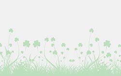 white clover