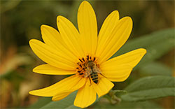 yellow flower bee