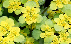 yellow pollen flowers
