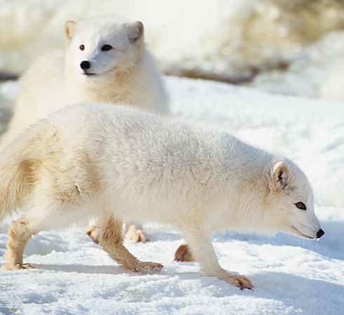 arctic foxes