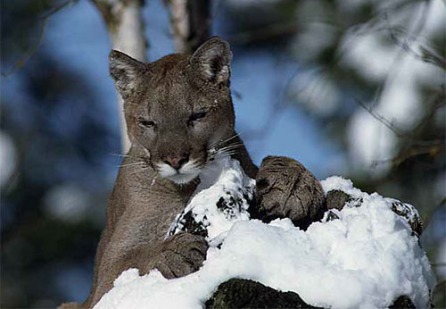 cougar