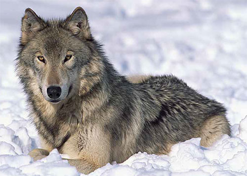 grey wolf