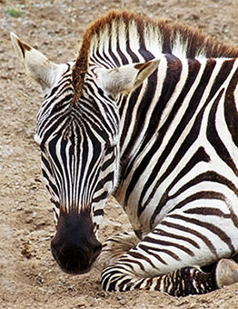 zebra resting