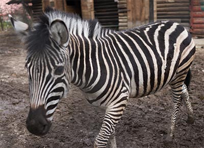 zebra front view