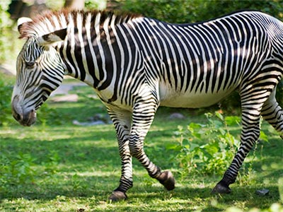 zebra walking photo image