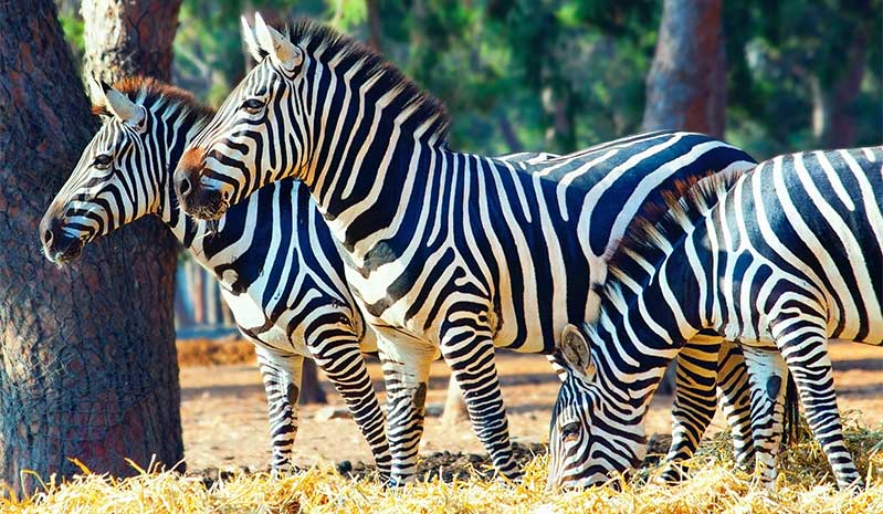 zebras eating