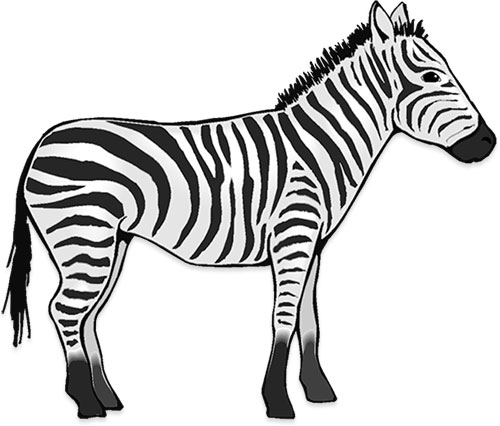 zebra face right