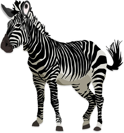 zebra standing