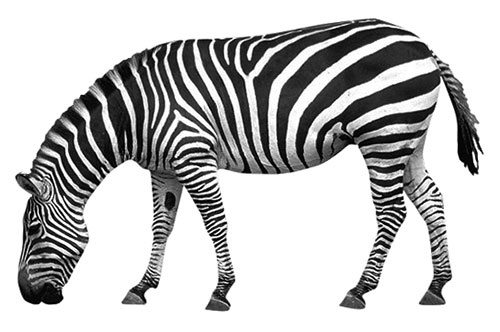 zebra eating