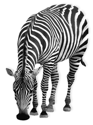 zebra from front