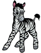 young cute zebra
