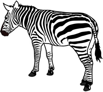 zebra side view