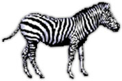 zebra from the side