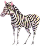 cute zebra standing