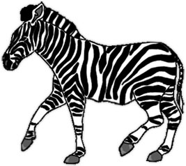 walking zebra